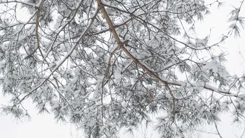 Winter cloudy lanscape Stock Footage 147700721