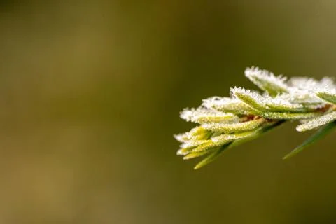 Winter cold background - pine branch with green needles covered with white fr Stock Photos