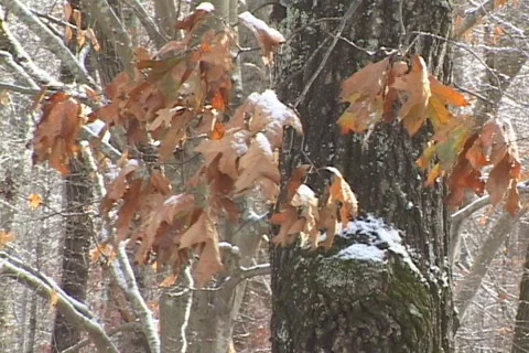 Winter Cold Video stock 996826