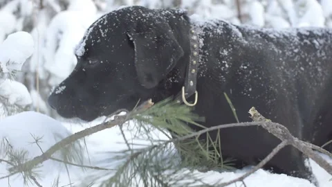 Winter cold forest. black dog labrador retriever in a collar Stock Footage 86206385