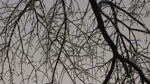 Winter cold frozen tree branches Video stock 148594938