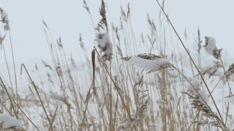 Winter cold snow, Stock Footage 106265782