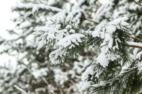 Winter, cold, snow. Winter forest under the snow. heavy branches all in the s Stock Photos