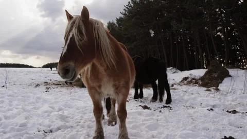 Winter Cold Standing Horse Vidéo 332822931