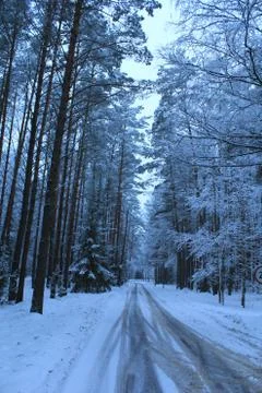 Winter cold temperature snow Tree Plant Road covering beauty in Nature Stock Photos