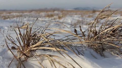 Winter Colds. Endless Steppe. Snow. Dried Grass Swaying in Wind. Dried Stems Stock Footage 146877527