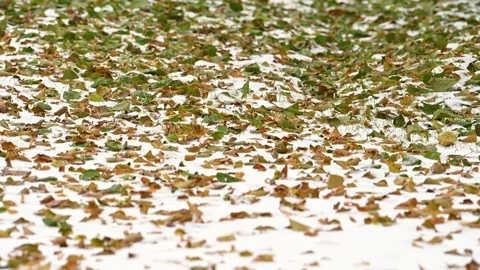 Winter comes! Stock Footage 254470728