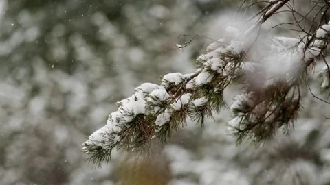 Winter is coming - a close-up of snow in a pine tree Stock Footage 259619852