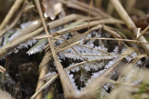 Winter is coming even to grass Stock Photos