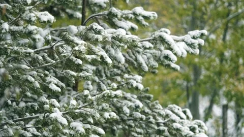 Winter is coming - pine trees are covered with snow 動画素材 259619841