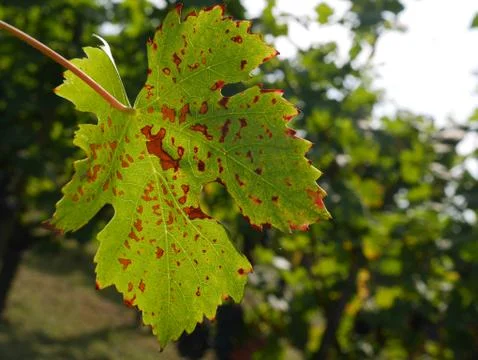 Winter is comming Stock Photos