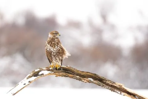 Winter. A common buzzard perched on a branch with its head turned to the right Stock Photos
