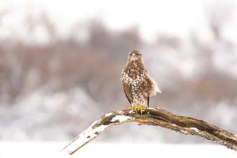 Winter. A common buzzard perched on a branch Stock Photos