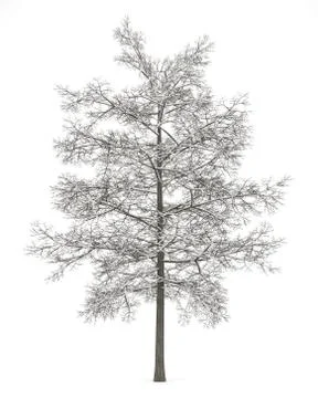 Winter common lime tree isolated on white background Stock Illustration