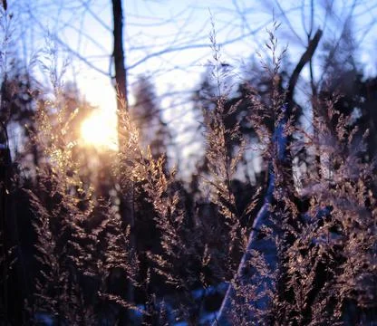 Winter composition Stock Photos