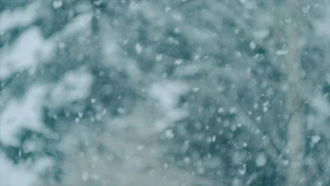Winter concept. Heavy winter snowfall or blizzard in twilling in calml forest Stock Footage 263044158