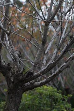 Winter Concept, Intricate Network of Bare Tree Branches in Winter Foto stock