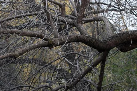 Winter Concept, Intricate Network of Bare Tree Branches in Winter Stock Photos