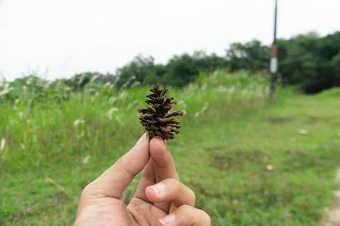 Winter concept. Pine cones on hand in the forest background. Holding a pine.. Stock Photos