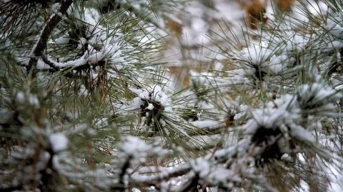Winter. conifer tree under snow. beautiful snowy pine Stock Footage 124363555