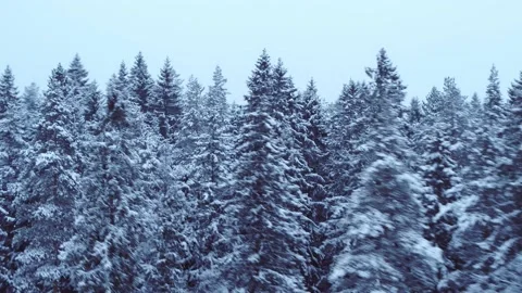 Winter coniferous forest. Aerial. 動画素材 145694805
