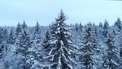 Winter coniferous forest. Aerial. 動画素材 145869922