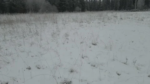 Winter coniferous forest from the air Stock Footage 144501861