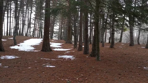 Winter coniferous forest cloudy day. Stock Footage 161009022