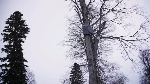 Winter coniferous forest in cloudy weather Stock Footage 233298440