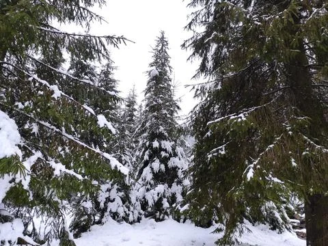 Winter coniferous forest. falling snow. fir trees covered with snow Stock Photos