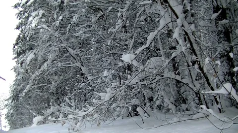 Winter coniferous forest Stock Footage 71271473