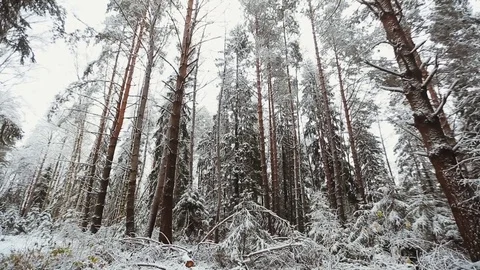 Winter coniferous forest Stock Footage 82778098