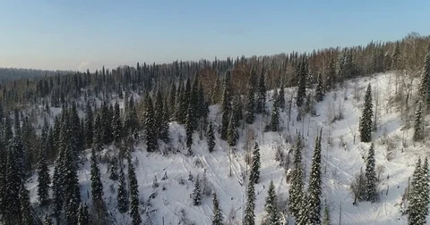 Winter coniferous forest Stock Footage 83248519