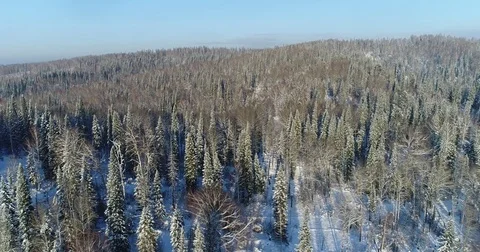 Winter coniferous forest Stock Footage 83248606