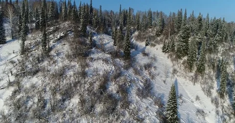Winter coniferous forest Stock Footage 83248700