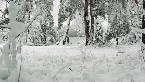 Winter coniferous forest Stock Footage 123000070