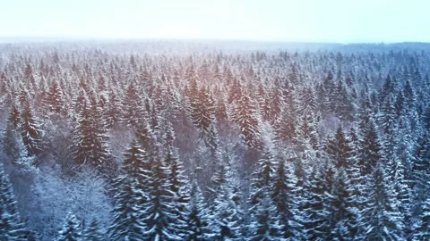 Winter coniferous forest. 動画素材 145694818