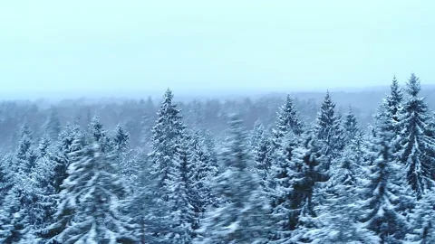 Winter coniferous forest. 動画素材 145869950
