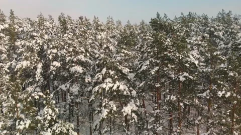 Winter coniferous forest Video stock 148974131