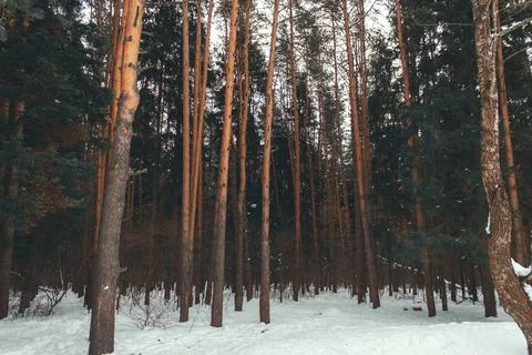Winter coniferous forest, pine trees in the snow Stock Photos