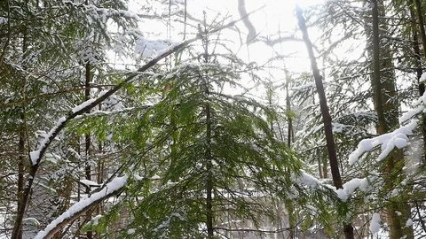 Winter coniferous forest. snowfall Stock-Footage 73081747
