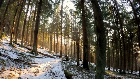 Winter Coniferous Forest with Snowy Path and Warm Sunlight Shining Through Tall 動画素材 327127417