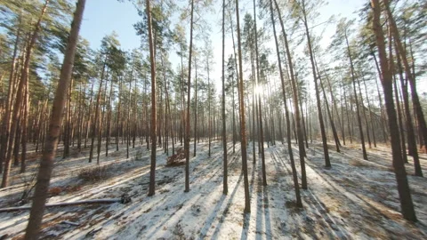 Winter coniferous forest on a sunny day. Aerial view. Forest landscape Video stock 166364226