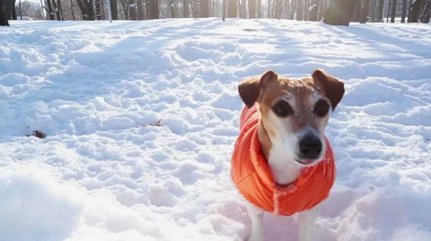 Winter cool dog active play disk Vídeo Stock 59567461