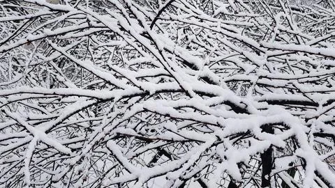 Winter cool mood.Tree branches covered with snow Stock Photos