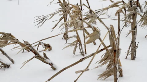 Winter Corn Field Stock Footage 47630920