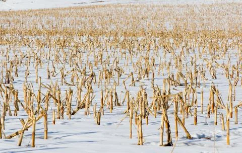 Winter corn field Stock Photos