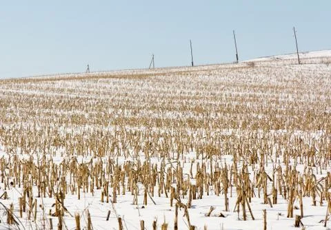 Winter corn field Stock Photos