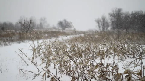 Winter Corn Field Road Stock Footage 47630812