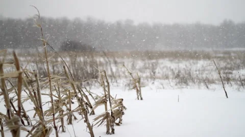Winter Corn Field Snowfall Stock Footage 47630673
